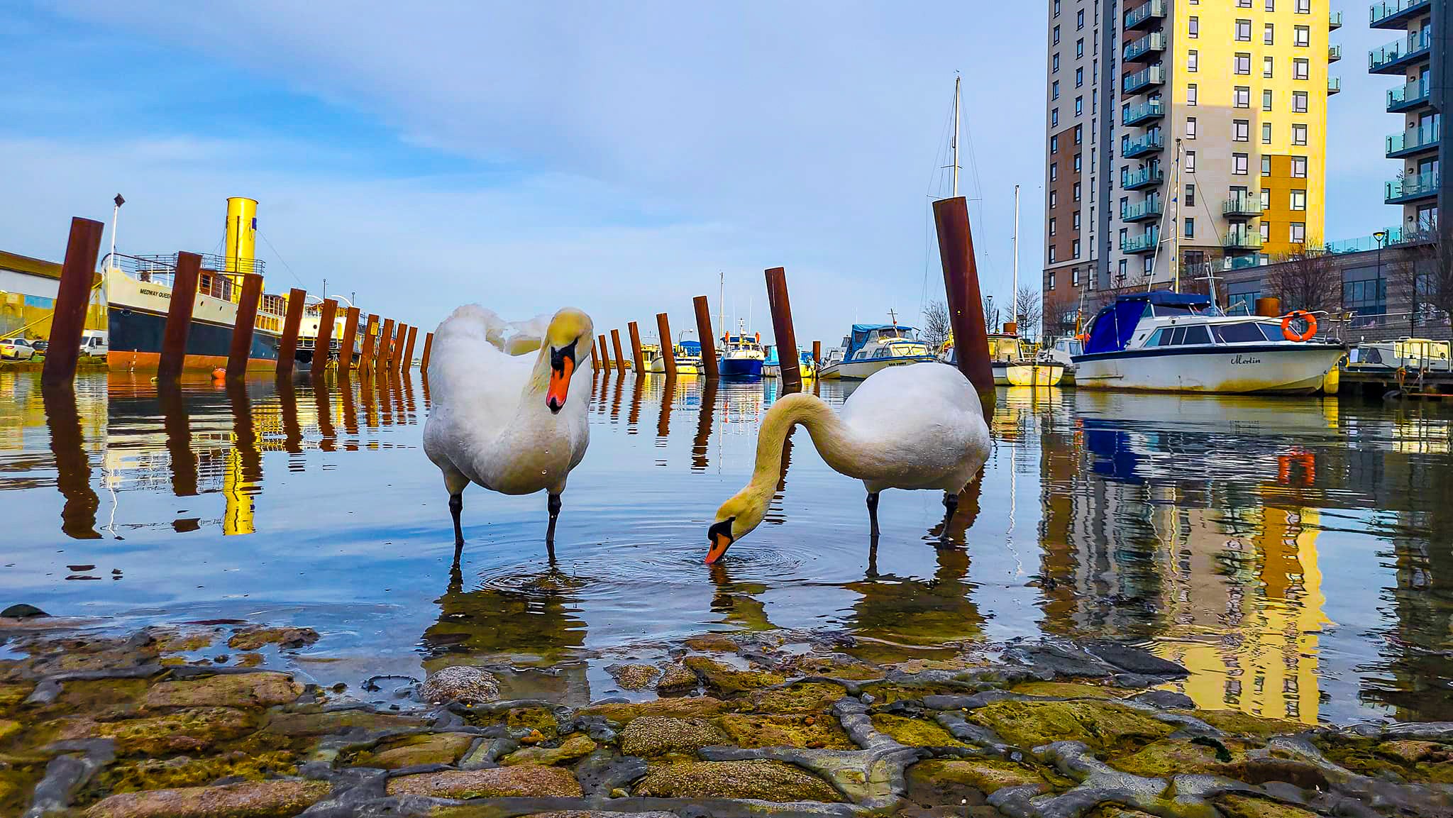 Canvas print, Two swans on dock